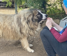 PANAGOS, Hund, Mischlingshund in Griechenland - Bild 13