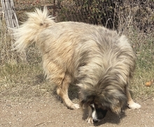 PANAGOS, Hund, Mischlingshund in Griechenland - Bild 15