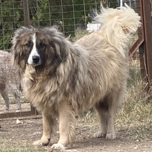 PANAGOS, Hund, Mischlingshund in Griechenland - Bild 16