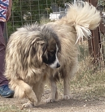 PANAGOS, Hund, Mischlingshund in Griechenland - Bild 17