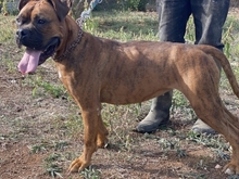 ERSI, Hund, Boxer in Griechenland