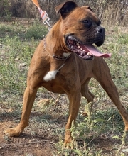 ERSI, Hund, Boxer in Griechenland - Bild 3