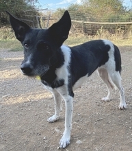 SARRA, Hund, Mischlingshund in Griechenland - Bild 2