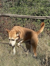 NALA, Hund, Mischlingshund in Griechenland - Bild 3