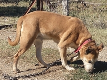 NALA, Hund, Mischlingshund in Griechenland - Bild 9