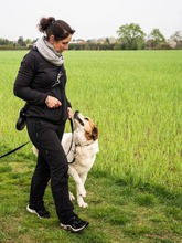 MARTIN, Hund, Mischlingshund in Salzwedel - Bild 10