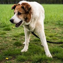 MARTIN, Hund, Mischlingshund in Salzwedel - Bild 11