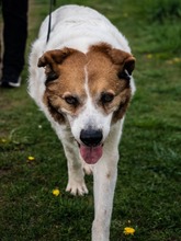 MARTIN, Hund, Mischlingshund in Salzwedel - Bild 8