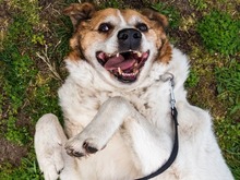 MARTIN, Hund, Mischlingshund in Salzwedel - Bild 9