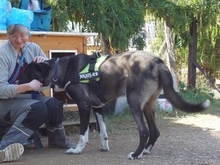 YVAN, Hund, Mischlingshund in Griechenland - Bild 12