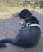 YVAN, Hund, Mischlingshund in Griechenland - Bild 14