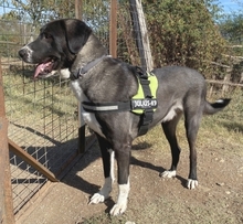 YVAN, Hund, Mischlingshund in Griechenland - Bild 2