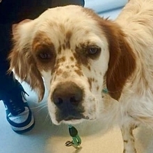 RONALDO, Hund, English Setter in Griechenland