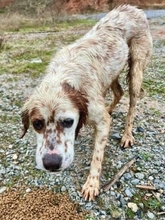 RONALDO, Hund, English Setter in Hürth - Bild 2