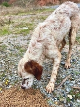 RONALDO, Hund, English Setter in Hürth - Bild 3