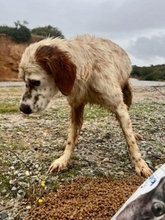 RONALDO, Hund, English Setter in Hürth - Bild 4