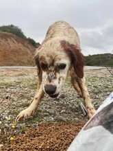 RONALDO, Hund, English Setter in Hürth - Bild 5