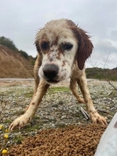 RONALDO, Hund, English Setter in Hürth - Bild 6