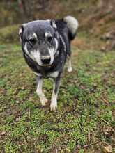 DINO, Hund, Russische Laika-Mix in Korea (Südkorea) - Bild 2