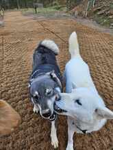 DINO, Hund, Russische Laika-Mix in Korea (Südkorea) - Bild 5