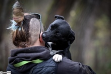 CSORI, Hund, Mischlingshund in Ungarn - Bild 2