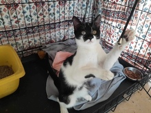 FIN, Katze, Europäisch Kurzhaar in Bergisch Gladbach - Bild 1