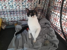 FIN, Katze, Europäisch Kurzhaar in Bergisch Gladbach - Bild 2