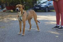 FREYA, Hund, Mischlingshund in Ungarn - Bild 3