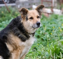 GINA, Hund, Mischlingshund in Griechenland - Bild 2