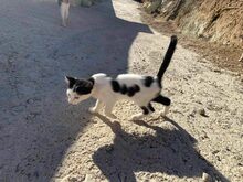 HARLEY, Katze, Europäisch Kurzhaar in Griechenland - Bild 3