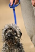 HERO, Hund, Mischlingshund in Murnau - Bild 5