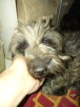 HERO, Hund, Mischlingshund in Murnau - Bild 6