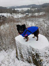 BLACKY, Hund, Chihuahua-Mix in Overath - Bild 1