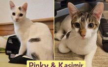 PINKY, Katze, Europäisch Kurzhaar-Mix in Wattwil