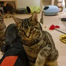 SUGAR, Katze, Europäisch Kurzhaar in Lampertheim - Bild 4