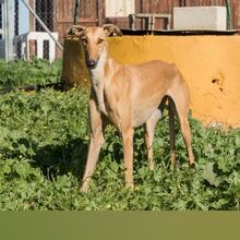 CHICA, Hund, Galgo Español in Spanien - Bild 1