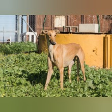 CHICA, Hund, Galgo Español in Spanien - Bild 2