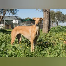 CHICA, Hund, Galgo Español in Spanien - Bild 3