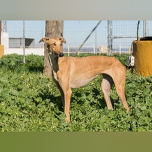 CHICA, Hund, Galgo Español in Spanien - Bild 4