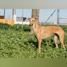 CHICA, Hund, Galgo Español in Spanien - Bild 5