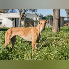 CHICA, Hund, Galgo Español in Spanien - Bild 6