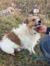 PAWEL, Hund, Mischlingshund in Rumänien - Bild 4