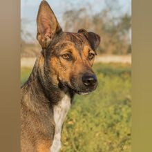 MIKA, Hund, Mischlingshund in Spanien - Bild 1