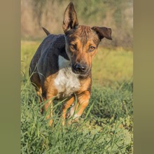 MIKA, Hund, Mischlingshund in Spanien - Bild 2