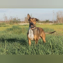 MIKA, Hund, Mischlingshund in Spanien - Bild 3