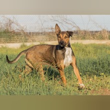 MIKA, Hund, Mischlingshund in Spanien - Bild 4