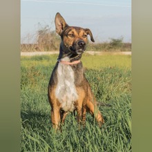 MIKA, Hund, Mischlingshund in Spanien - Bild 5