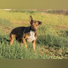 MIKA, Hund, Mischlingshund in Spanien - Bild 6