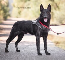 DUQUE, Hund, Malinois-Mix in Spanien - Bild 1