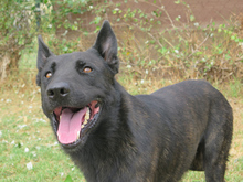 DUQUE, Hund, Malinois-Mix in Spanien - Bild 2